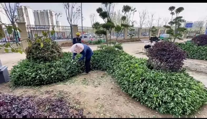 市政園林綠化工程 以專業施工，繪就城市生態畫卷